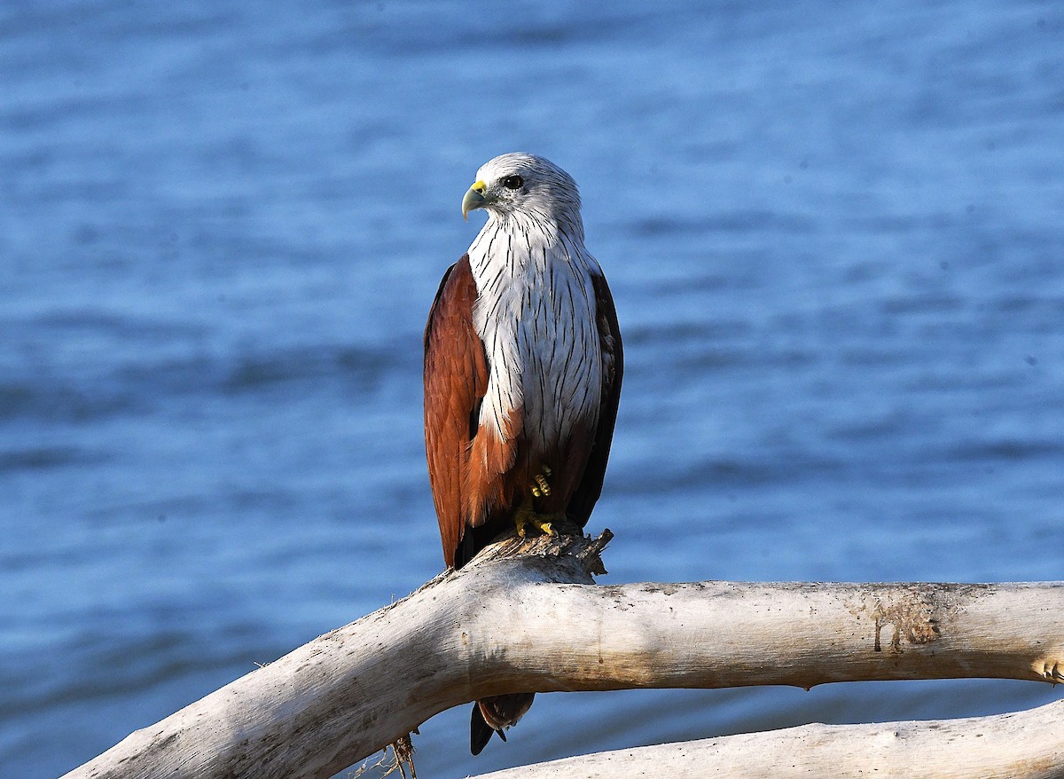 Brahminy Kite - ML623866431