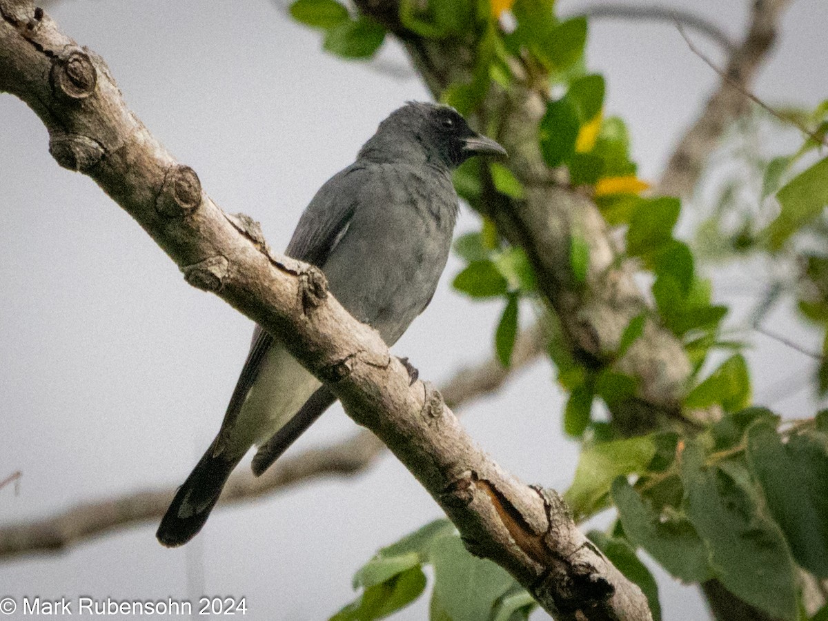Wallacean Cuckooshrike - ML623866450