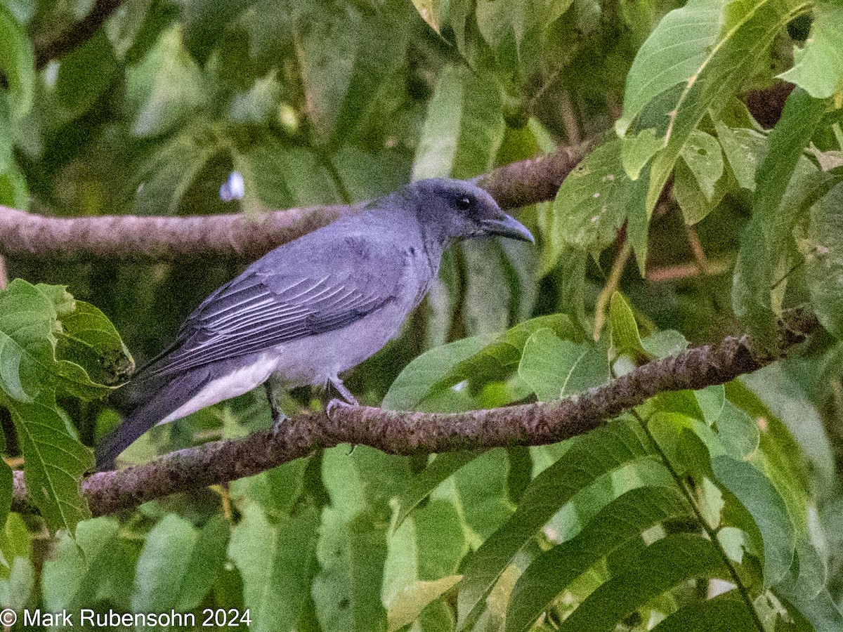 Wallacean Cuckooshrike - ML623866451