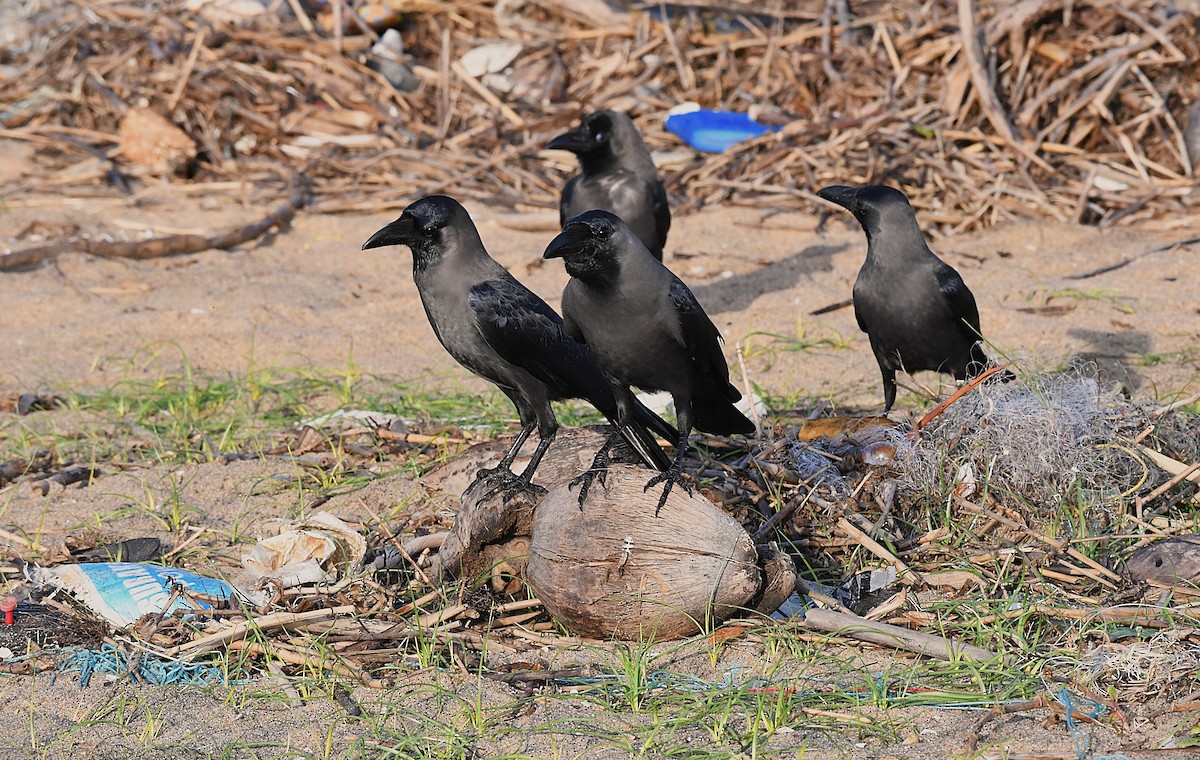 House Crow - ML623866457