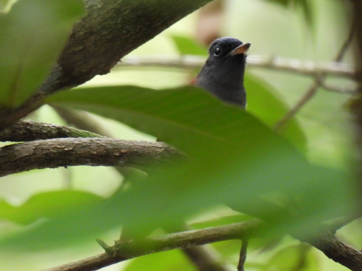 Amur Paradise-Flycatcher - ML623866466