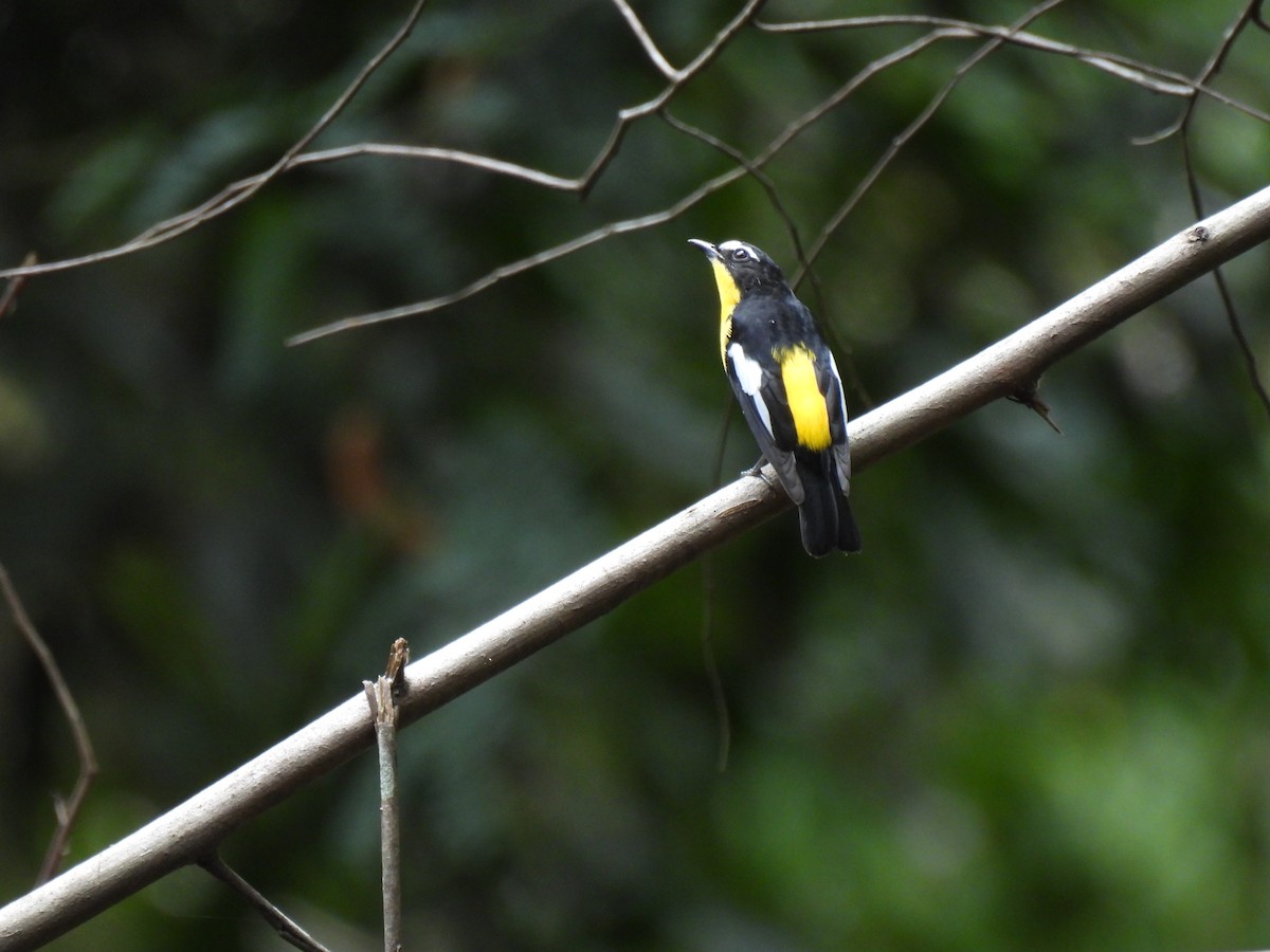 Yellow-rumped Flycatcher - ML623866477