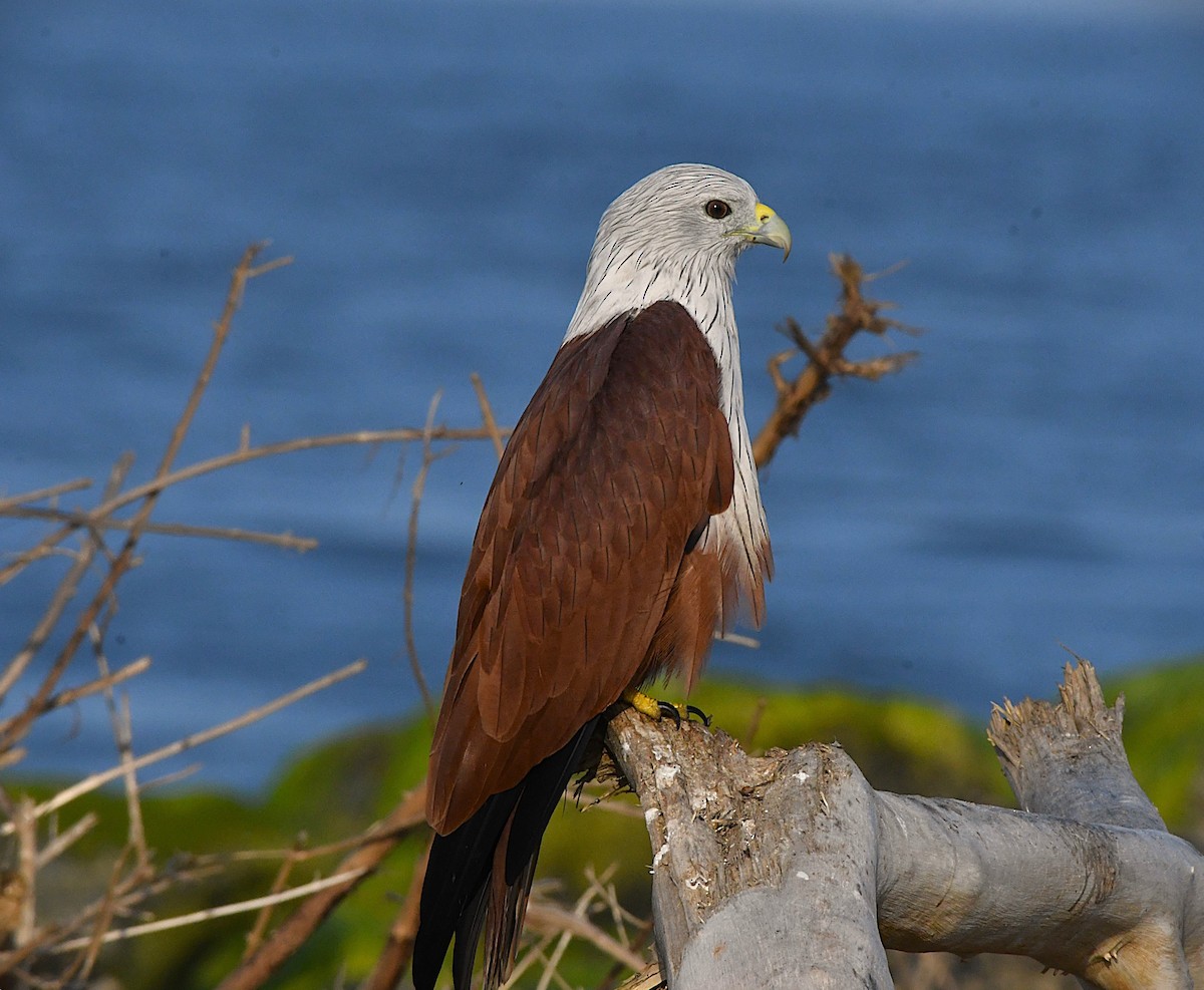 Brahminy Kite - ML623866484