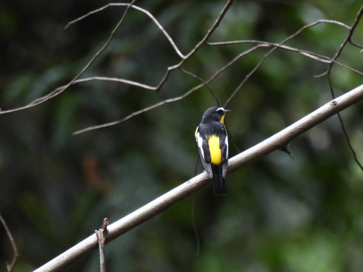 Yellow-rumped Flycatcher - ML623866485