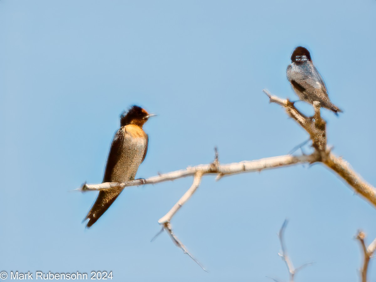 Pacific Swallow - ML623866495