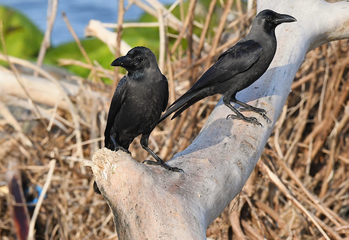 House Crow - ML623866506