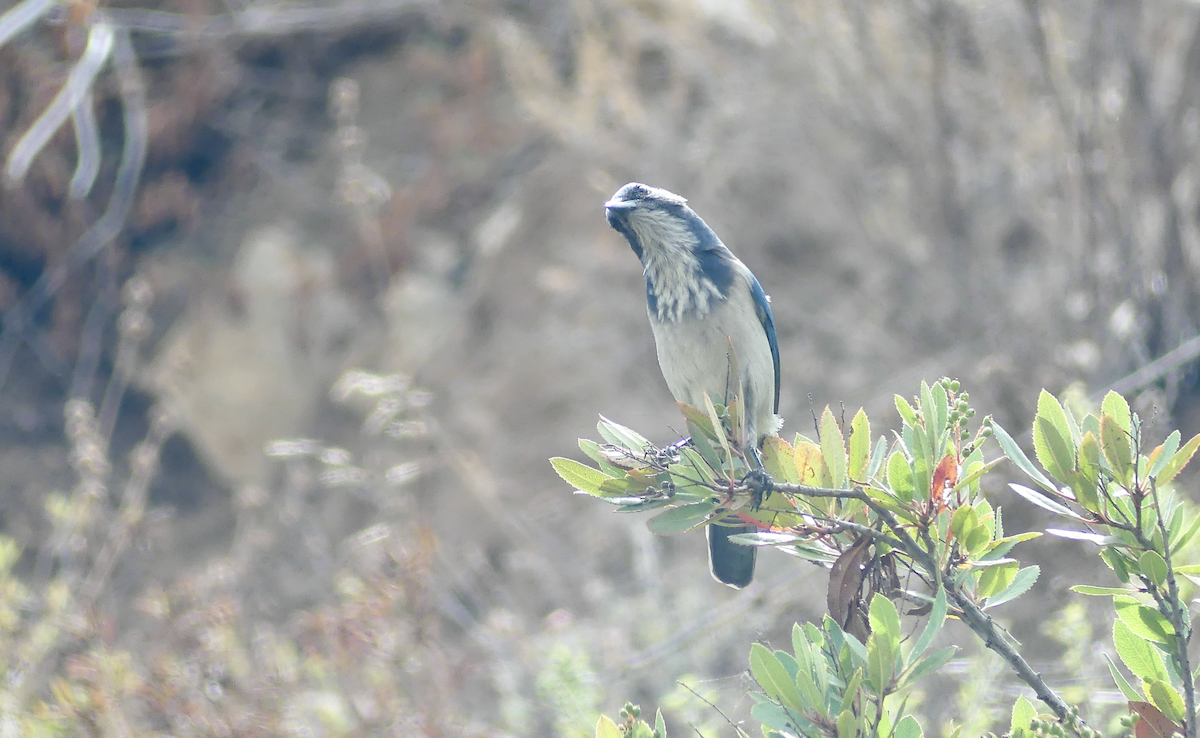 California Scrub-Jay - ML623866524