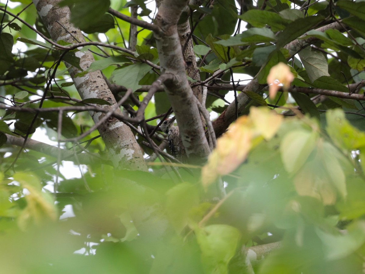 Freckle-breasted Woodpecker - ML623866525