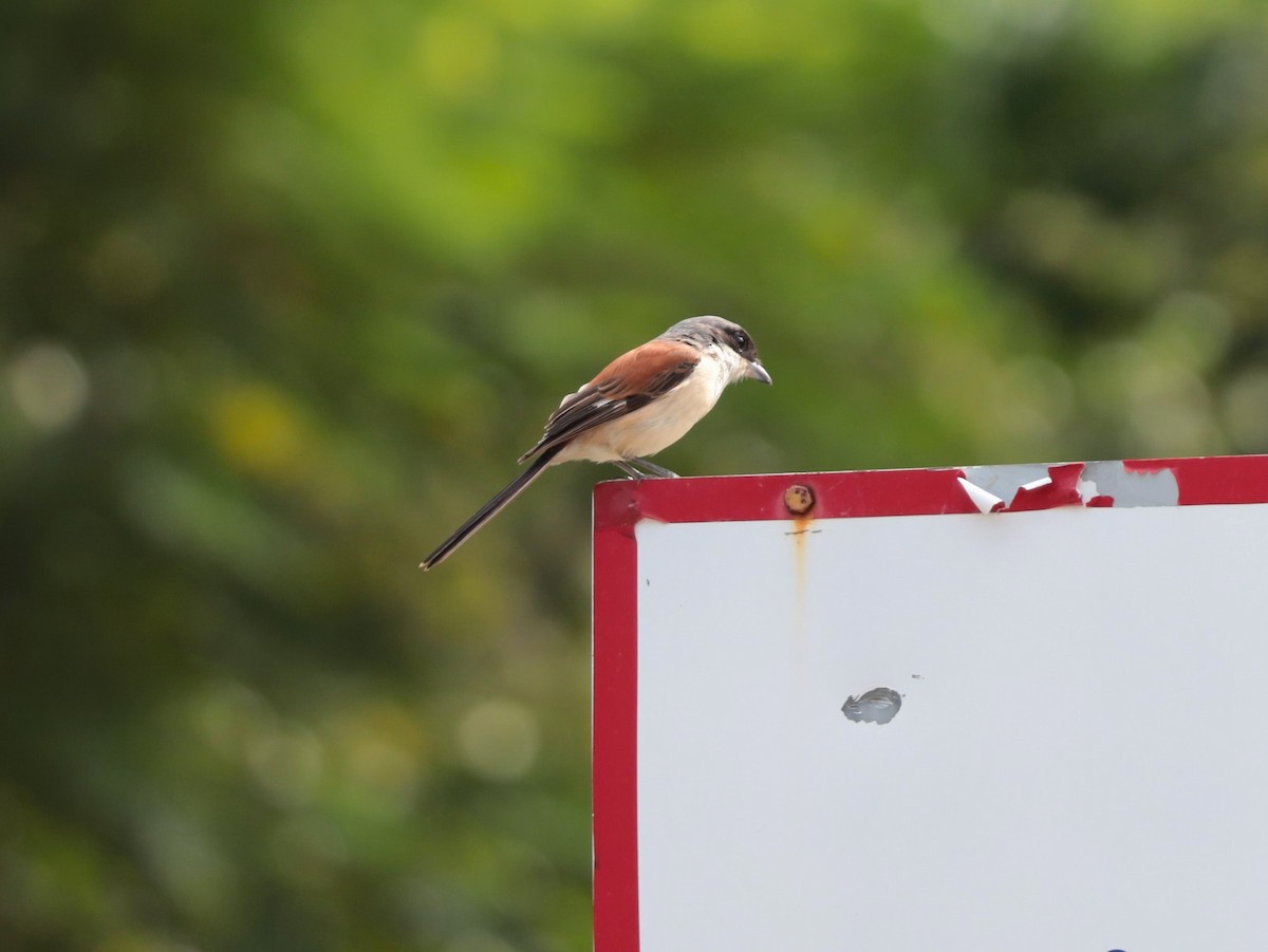 Burmese Shrike - ML623866527