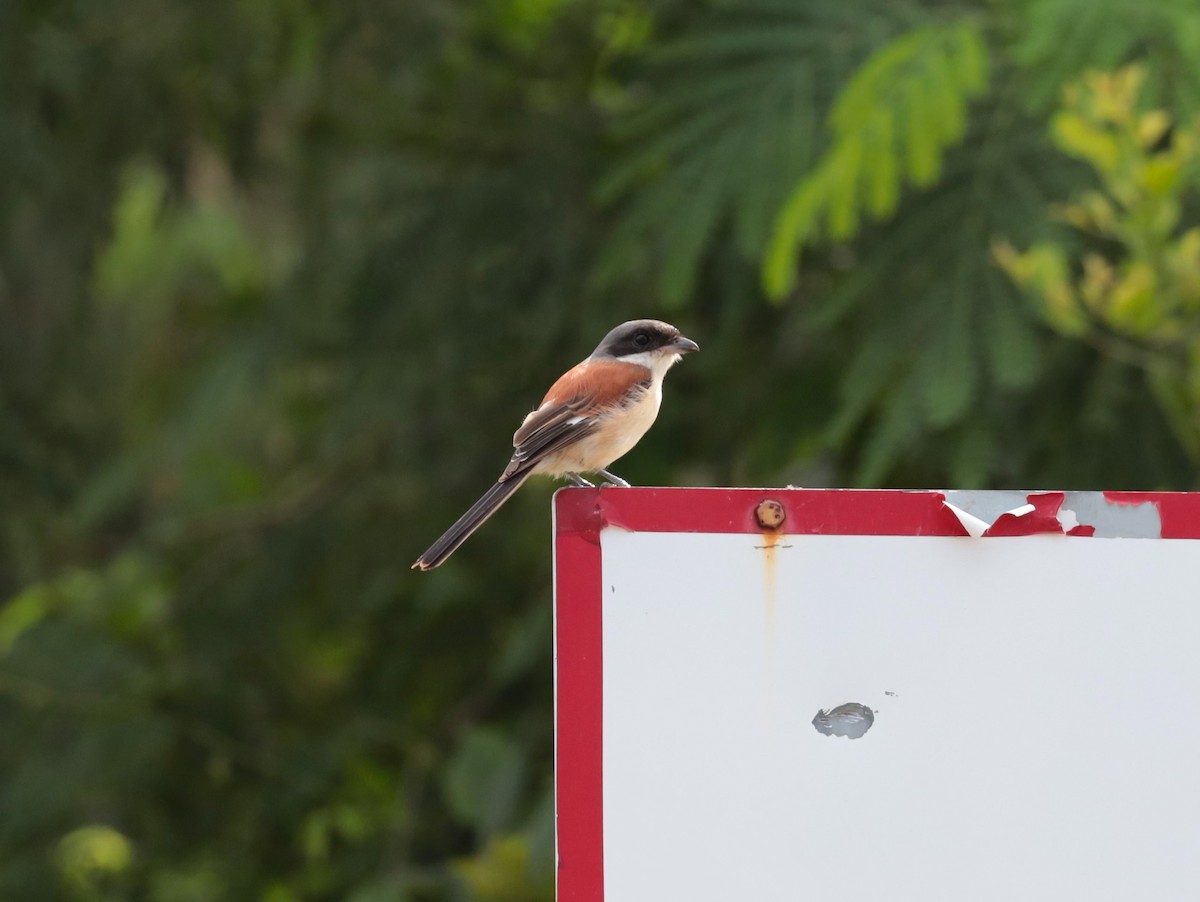 Burmese Shrike - ML623866528