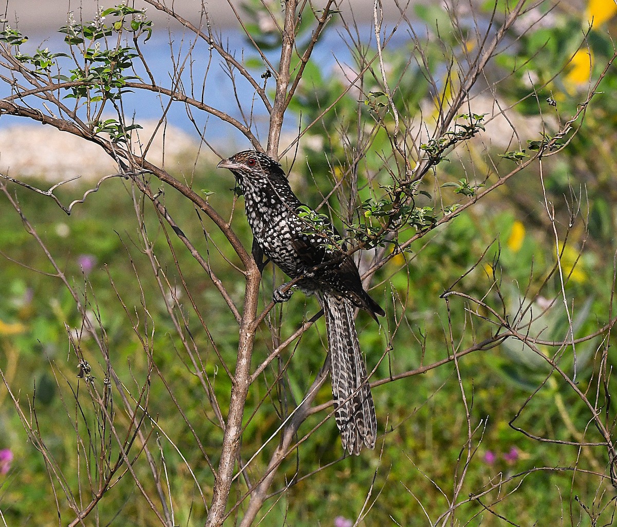 Asian Koel - ML623866534