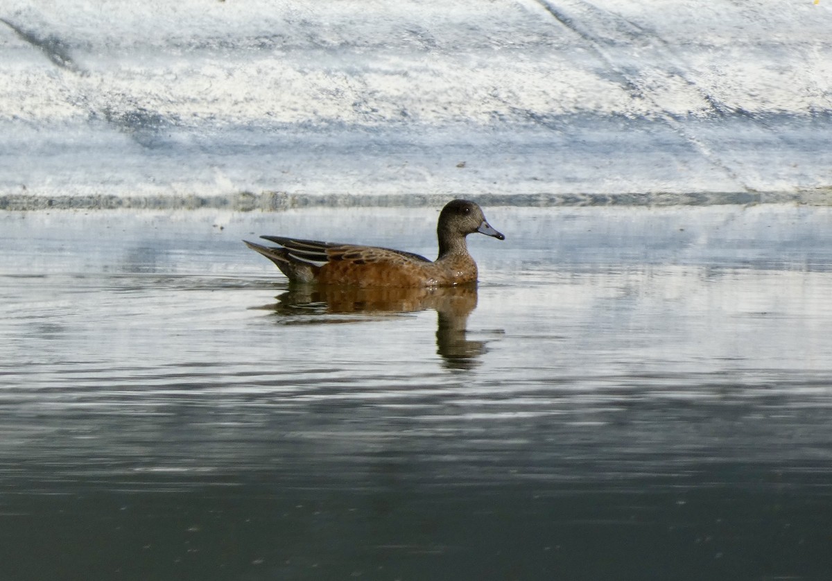 American Wigeon - ML623866554