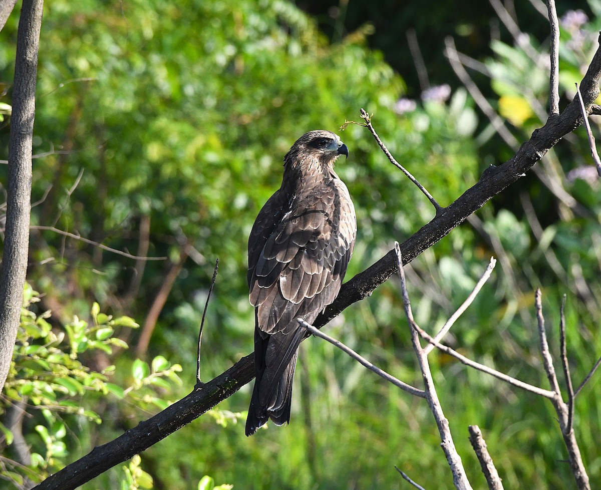 Black Kite - mathew thekkethala