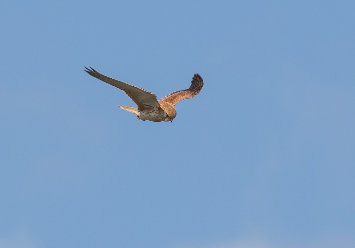 Nankeen Kestrel - ML623866592