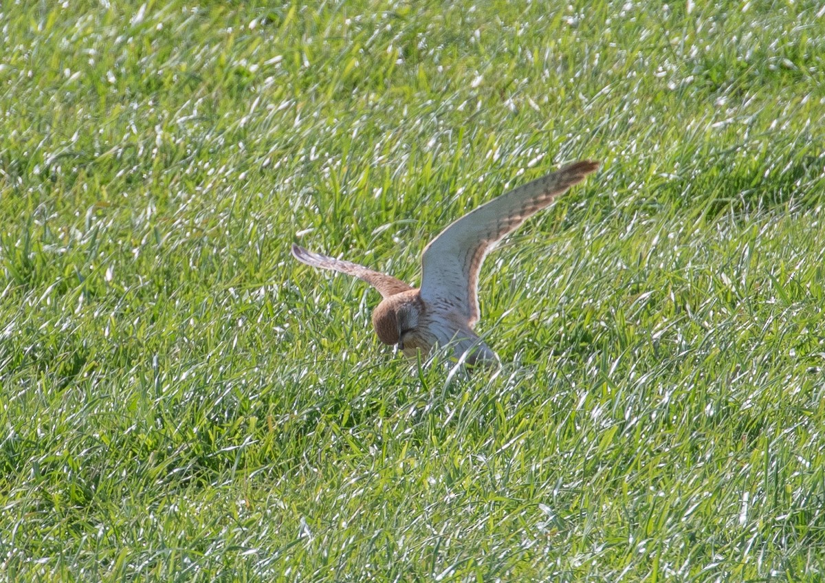 Nankeen Kestrel - ML623866594