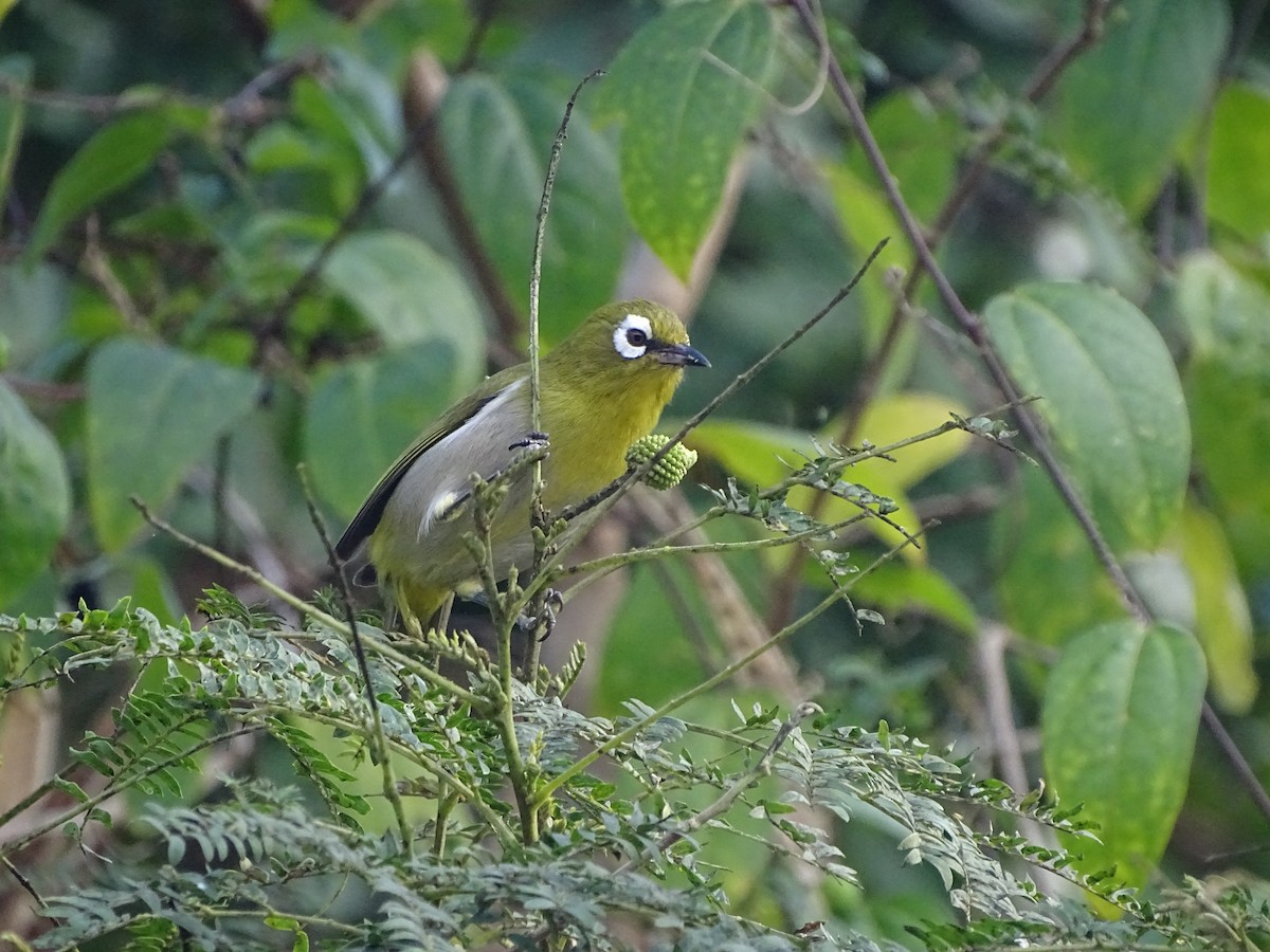 Green-backed White-eye - ML623866605