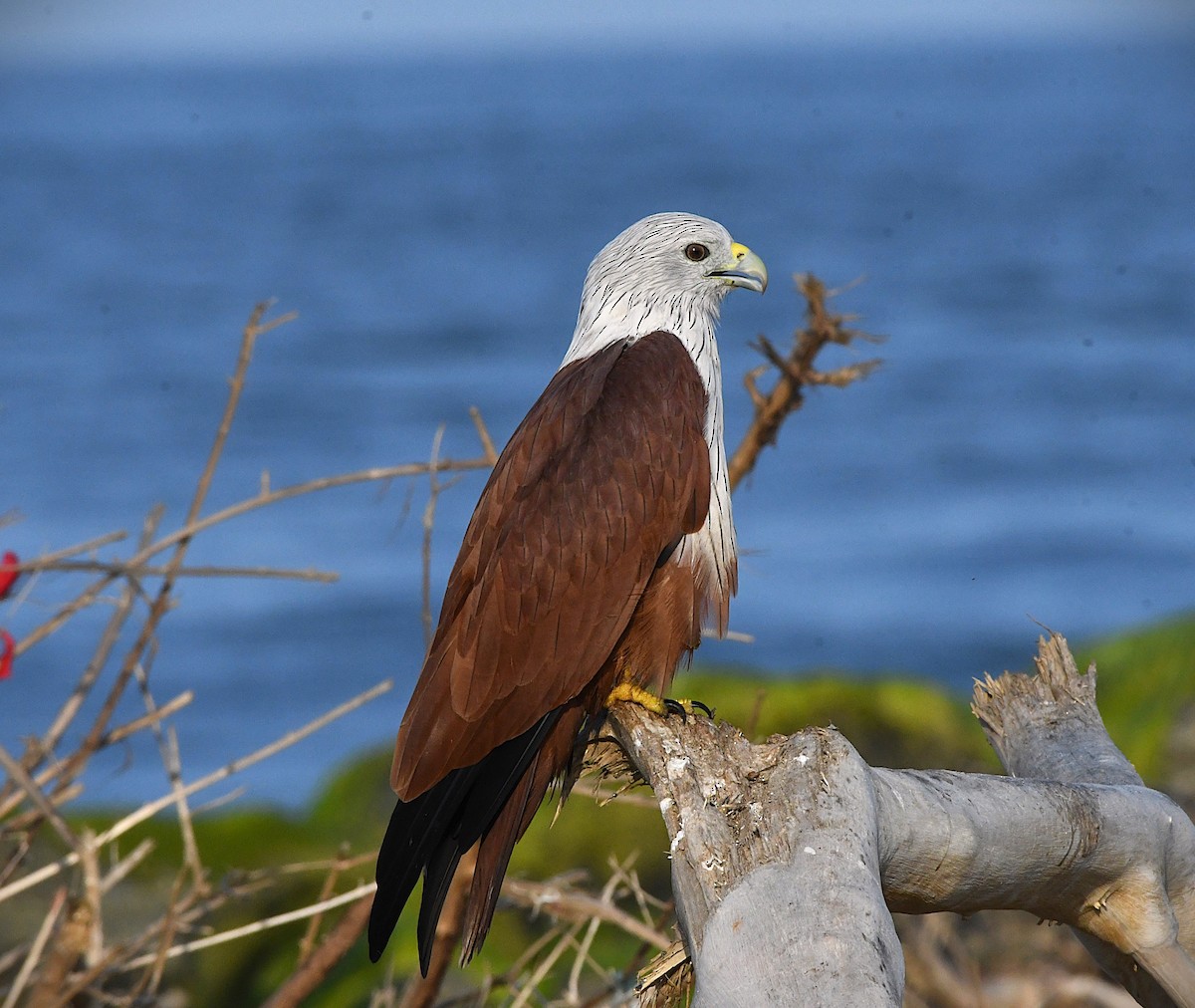 Brahminy Kite - ML623866608