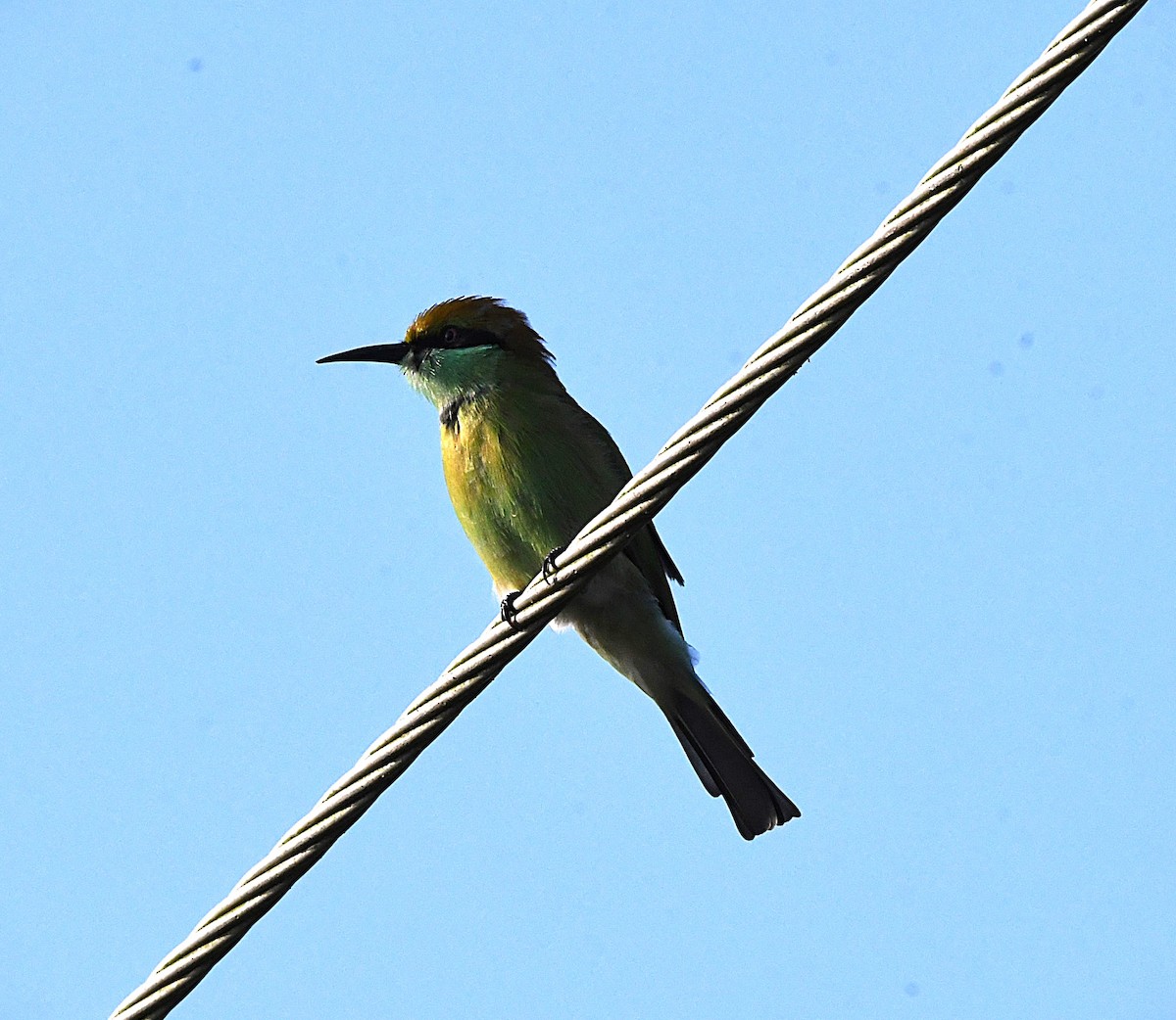 Asian Green Bee-eater - ML623866624