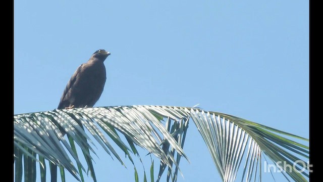 Crested Serpent-Eagle - ML623866625