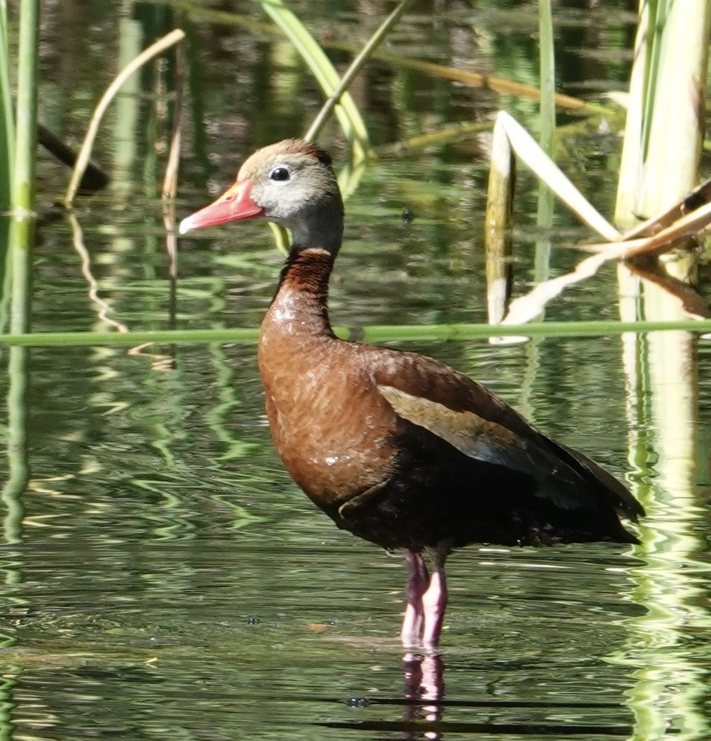 Black-bellied Whistling-Duck (fulgens) - ML623866640