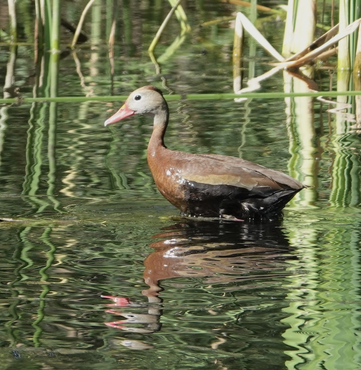 Black-bellied Whistling-Duck (fulgens) - ML623866641