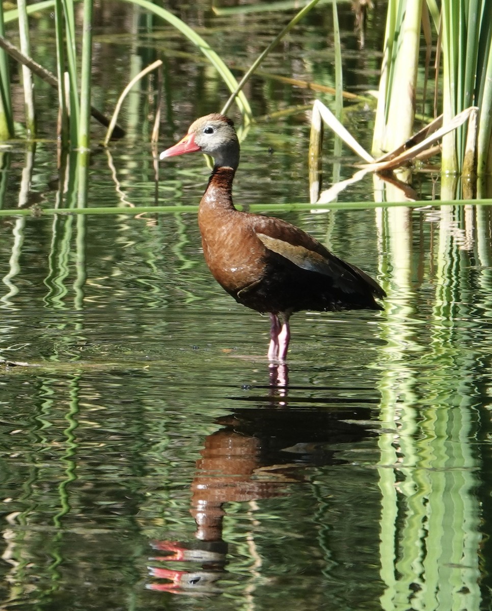 Black-bellied Whistling-Duck (fulgens) - ML623866642