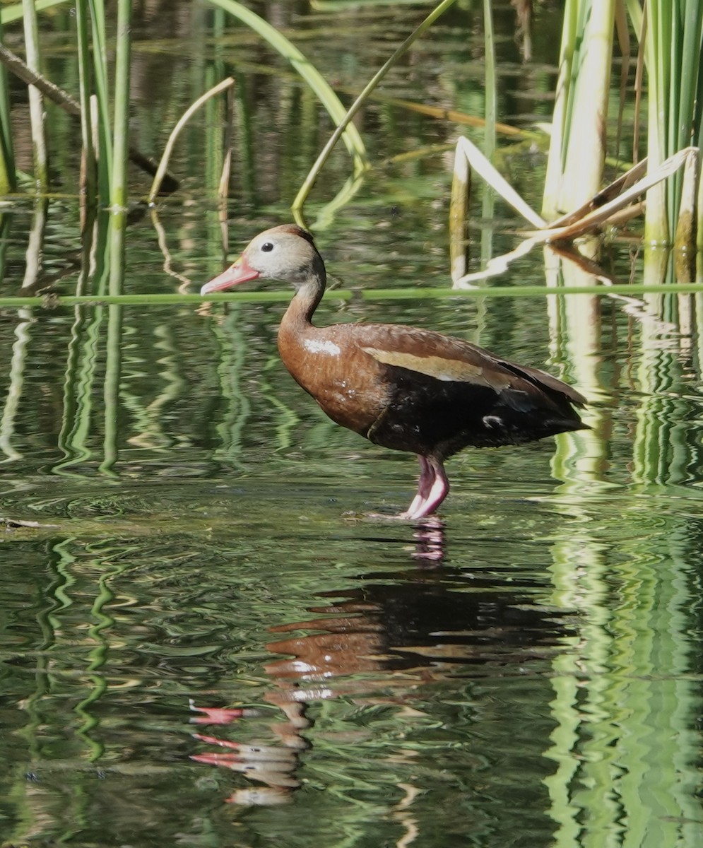 Black-bellied Whistling-Duck (fulgens) - ML623866643