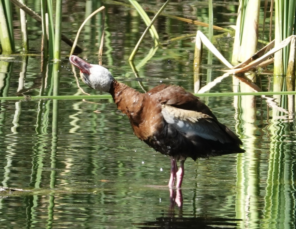 Black-bellied Whistling-Duck (fulgens) - ML623866644