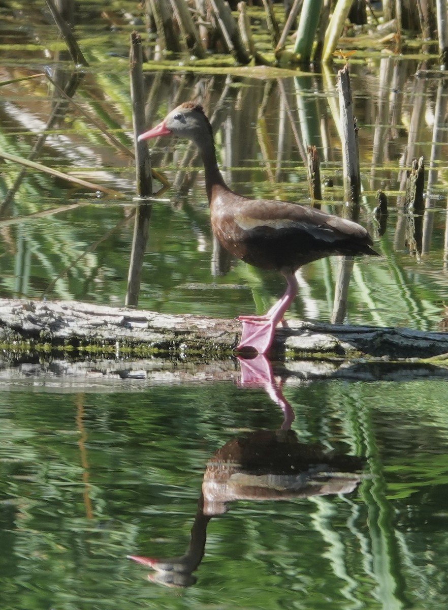 Black-bellied Whistling-Duck (fulgens) - ML623866645