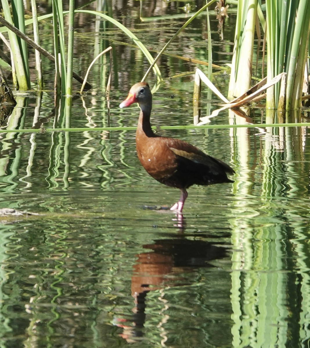 Black-bellied Whistling-Duck (fulgens) - ML623866646