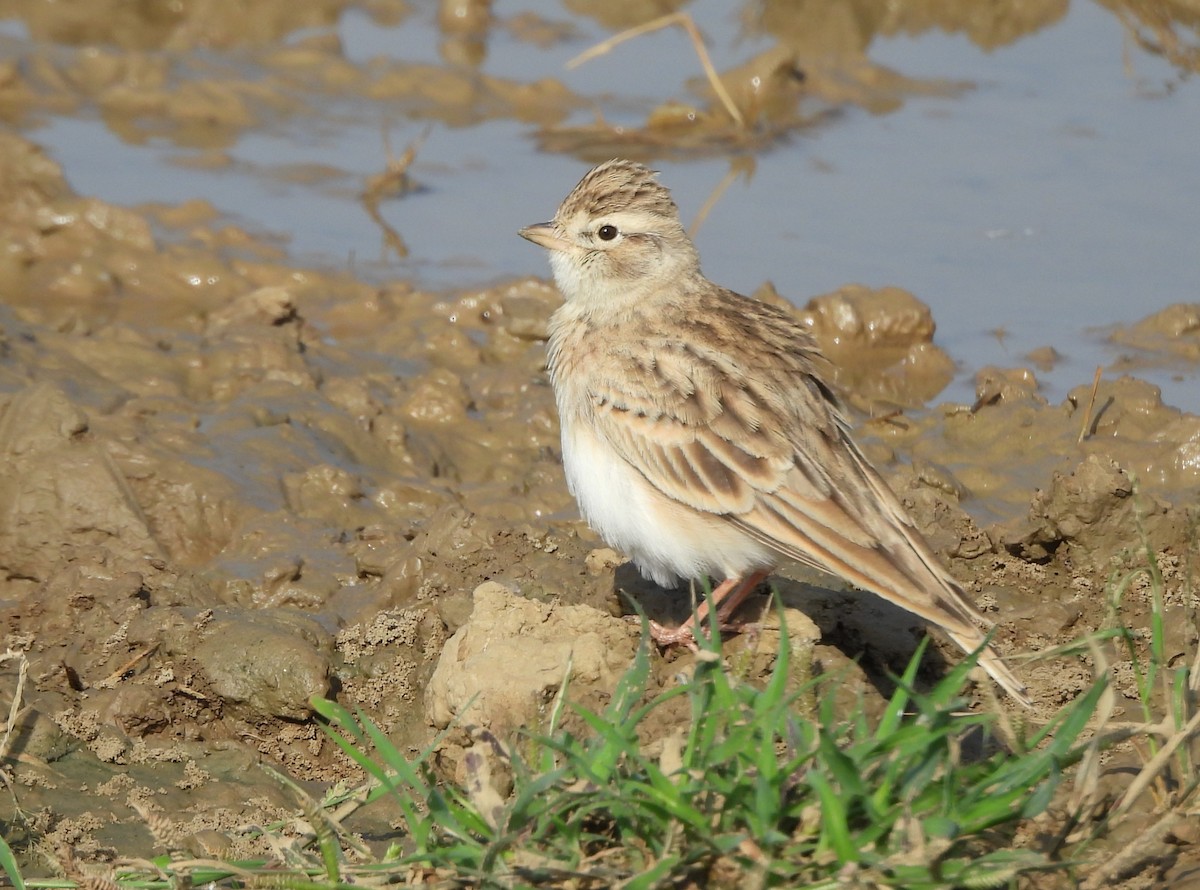 Greater Short-toed Lark - ML623866667