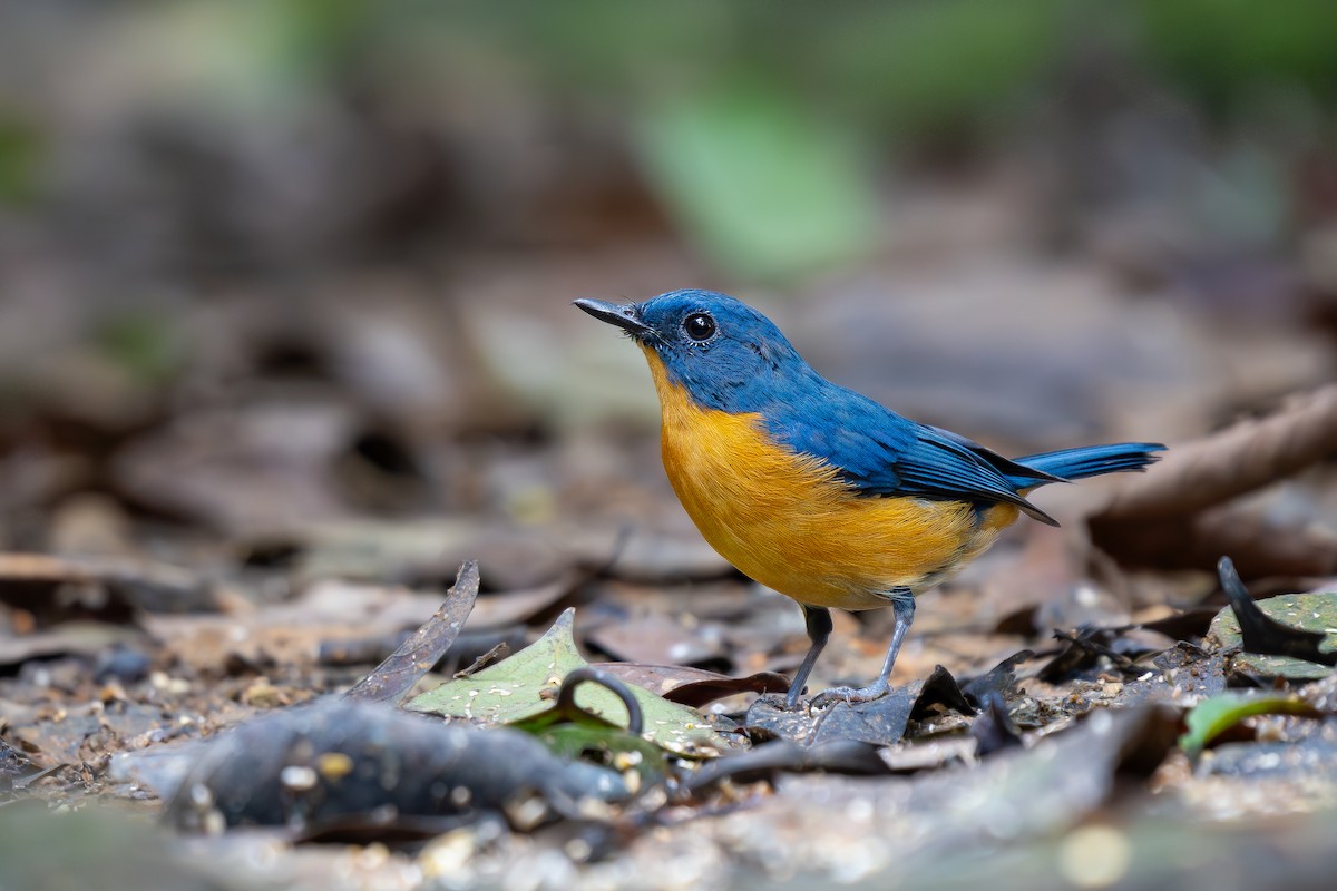 Dayak Blue Flycatcher - ML623866679