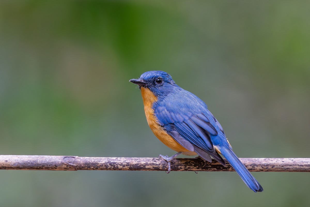 Dayak Blue Flycatcher - ML623866681