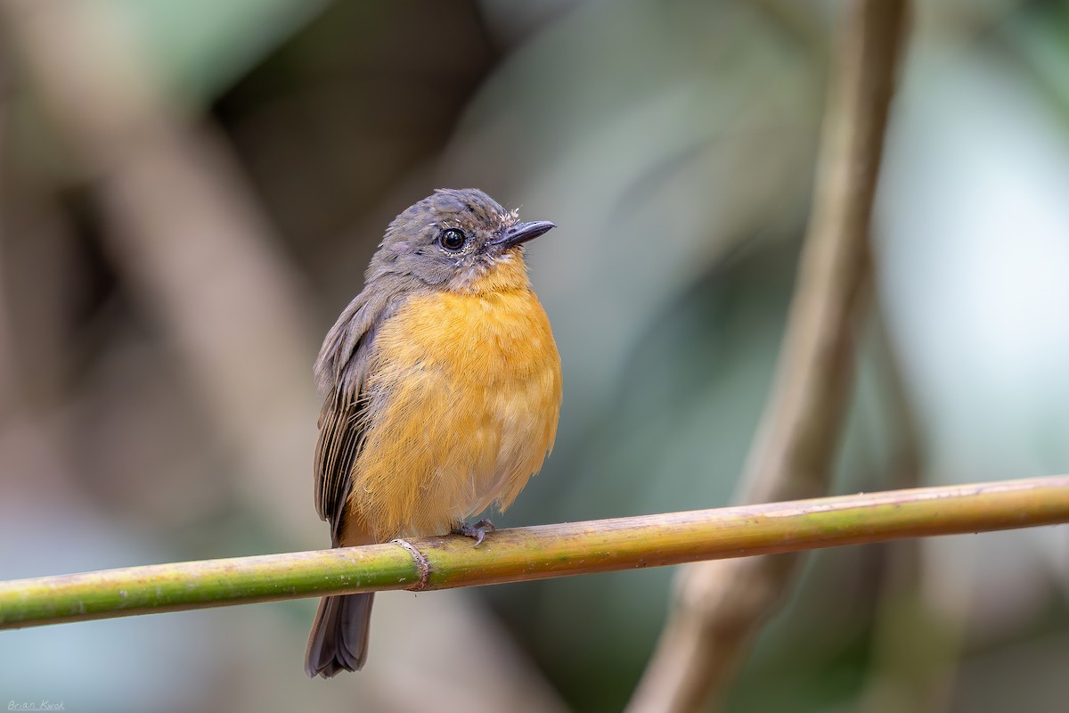 Dayak Blue Flycatcher - ML623866689