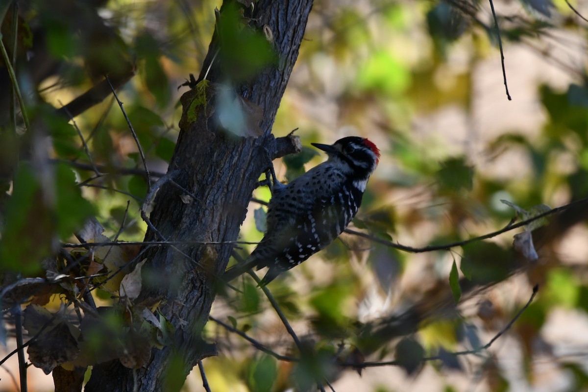 Nuttall's Woodpecker - ML623866711