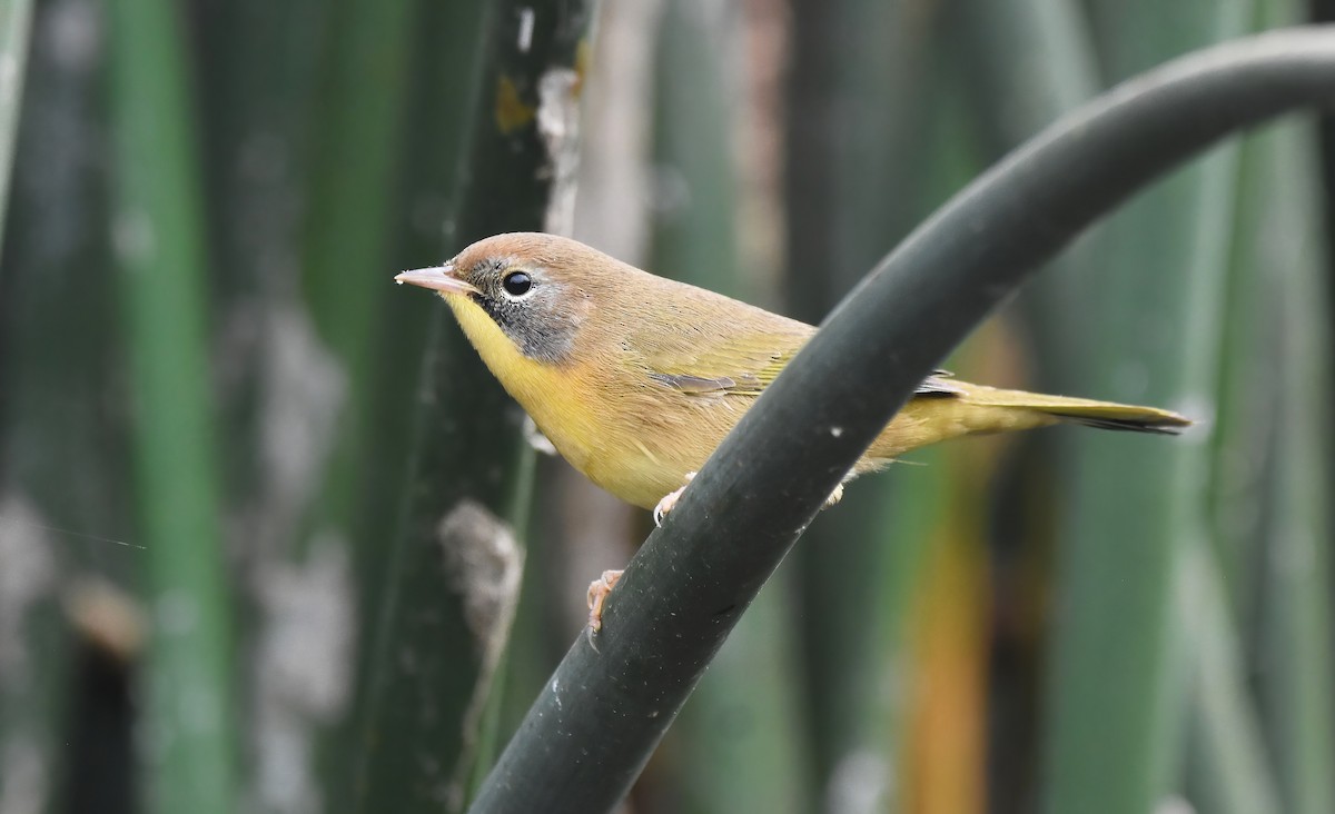 Common Yellowthroat - ML623866747