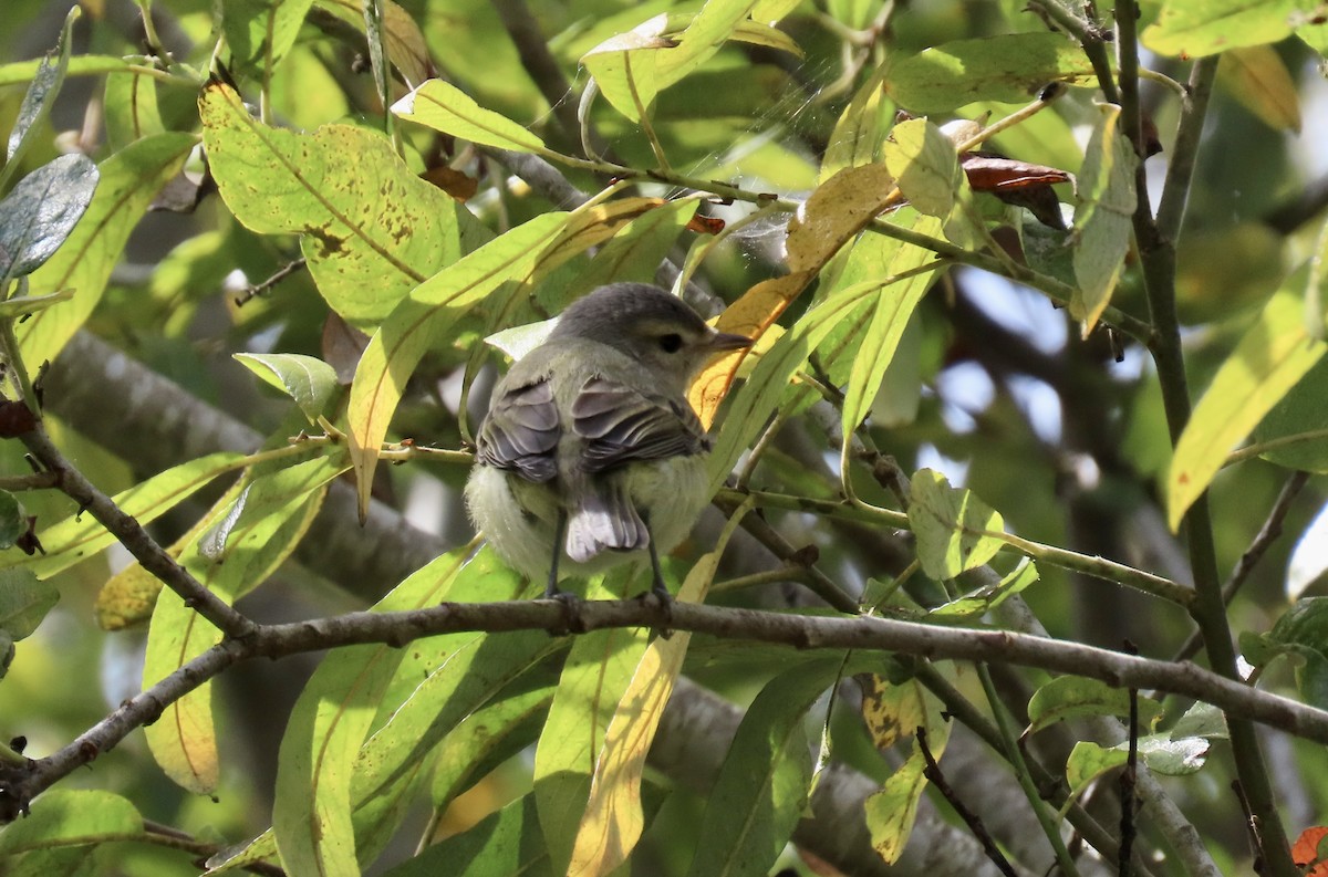 Warbling Vireo - ML623866748