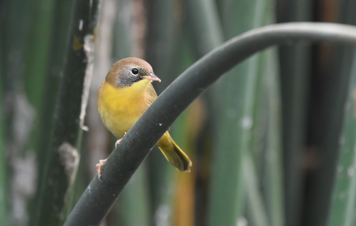 Common Yellowthroat - ML623866749