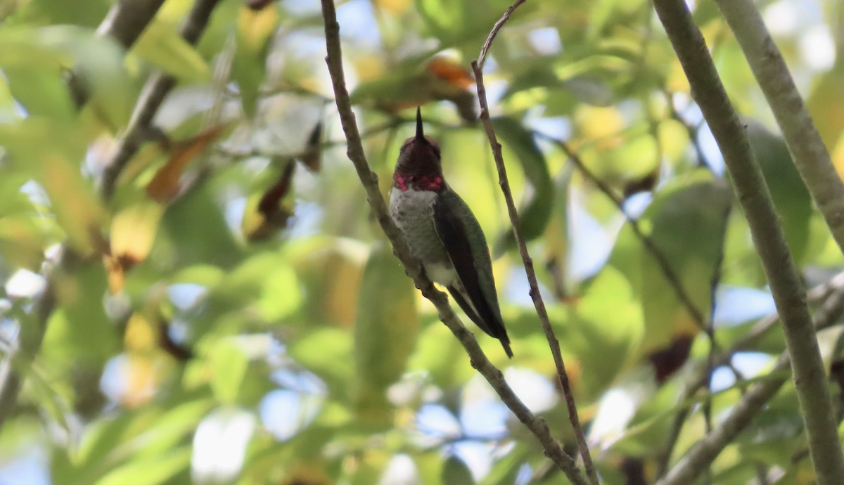 Anna's Hummingbird - ML623866756