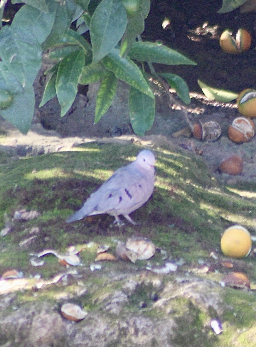 Common Ground Dove - ML623866766