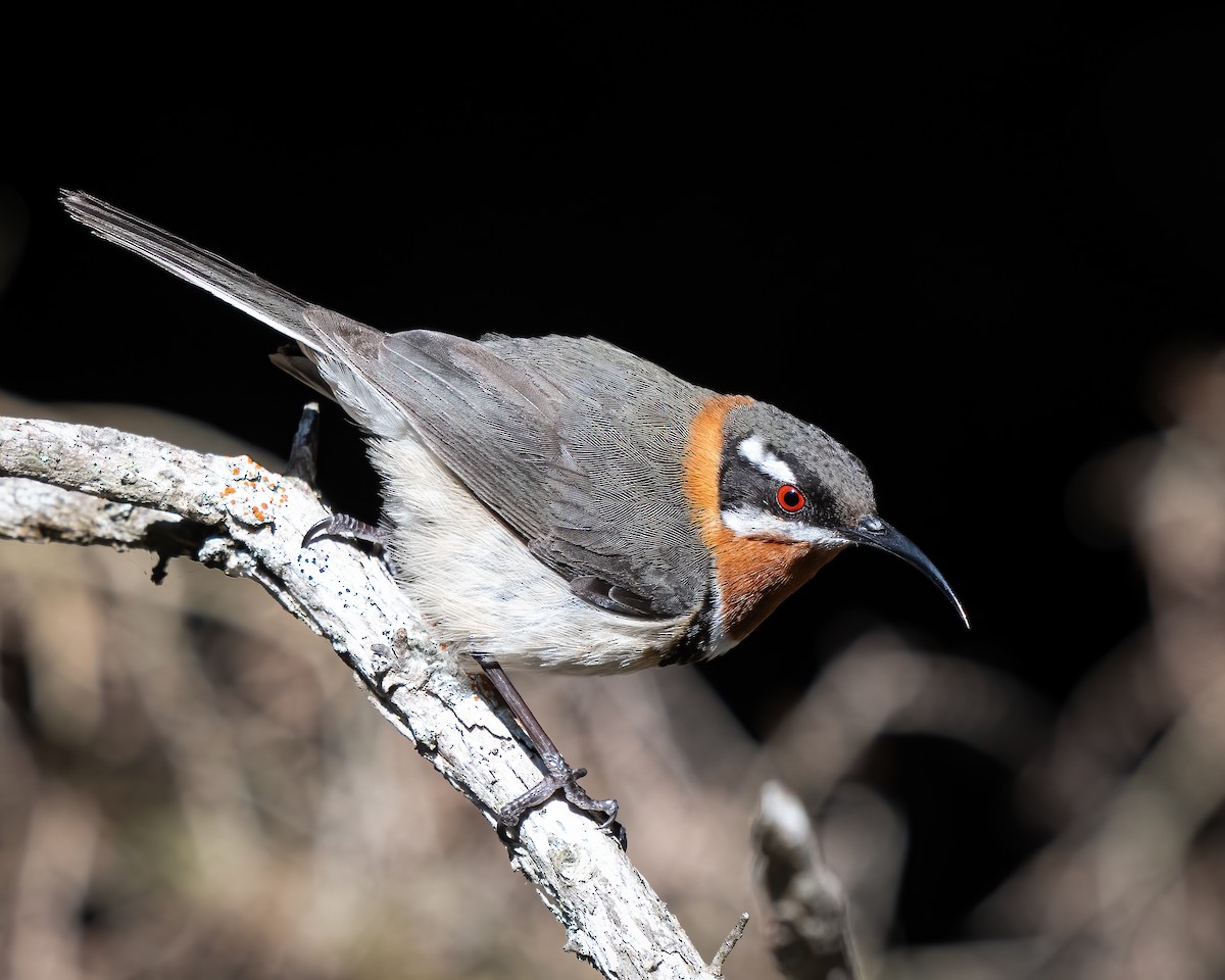 Western Spinebill - ML623866779