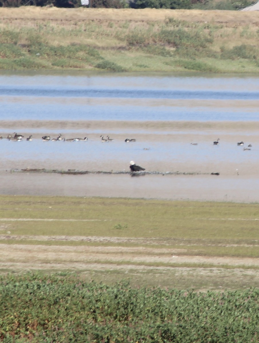 Bald Eagle - ML623866781