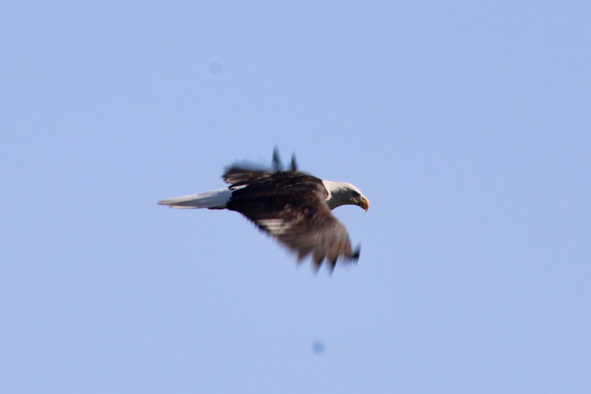 Bald Eagle - ML623866782