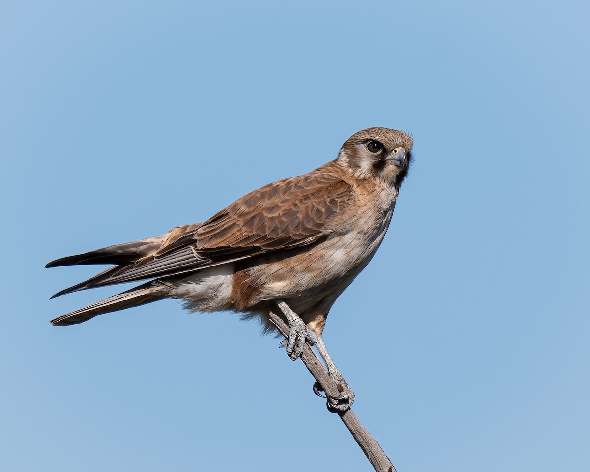 Brown Falcon - ML623866786