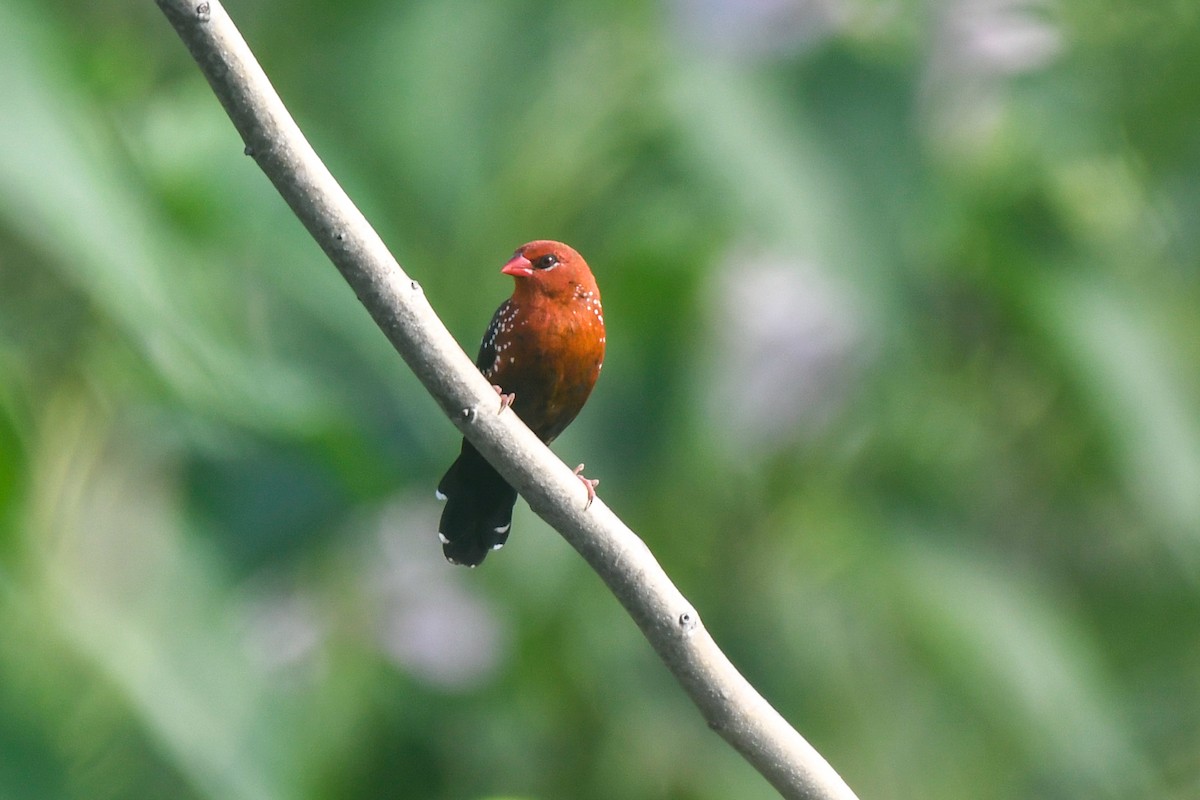 Bengalí Rojo - ML623866790