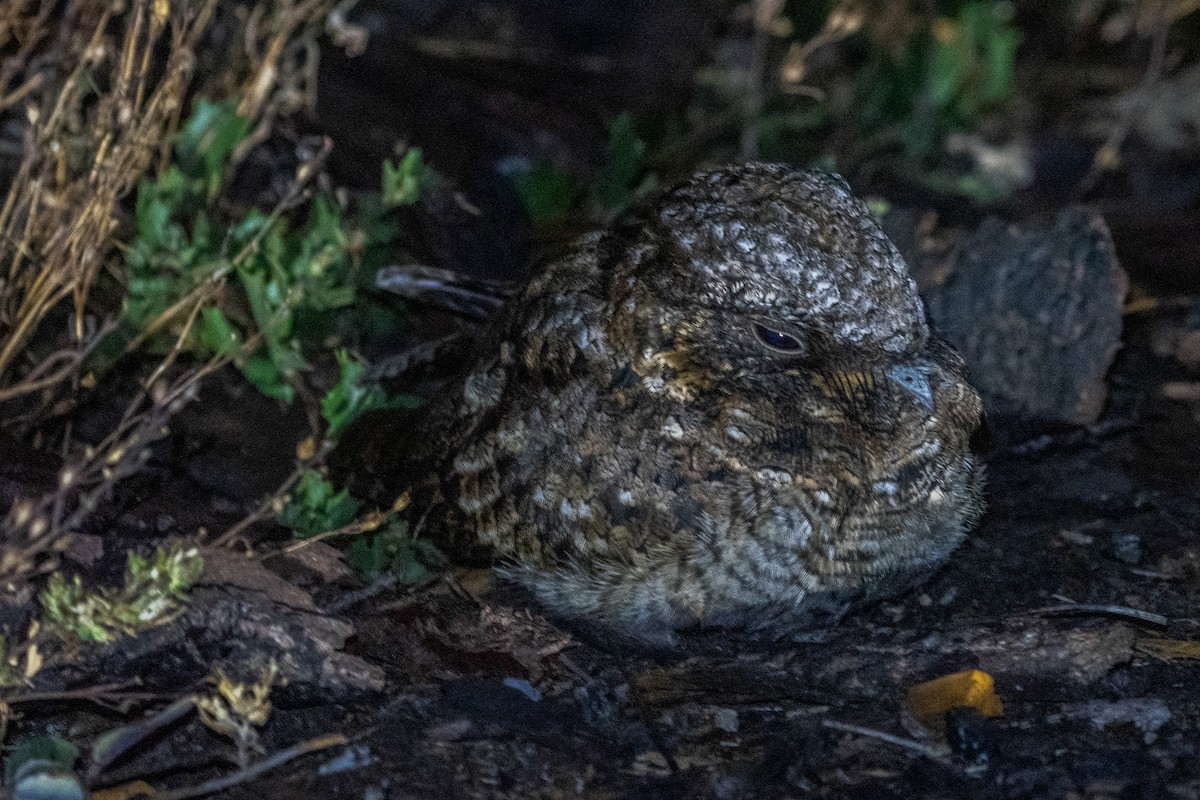 Common Poorwill - ML623866801