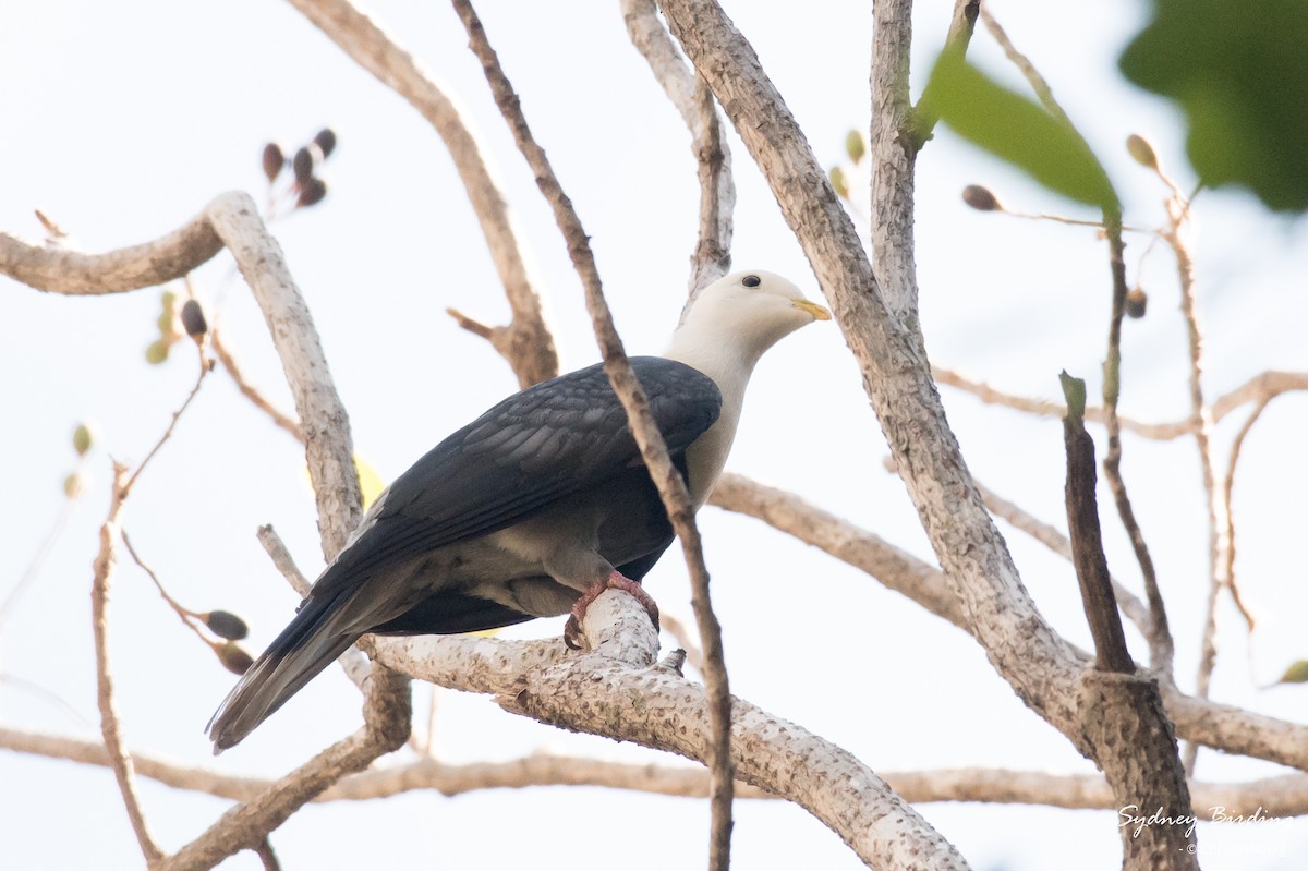 Black-banded Fruit-Dove - ML623866806