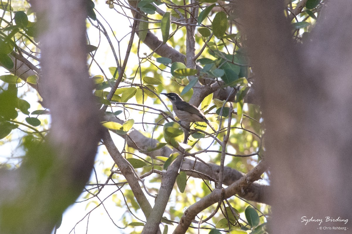 White-lined Honeyeater - ML623866812