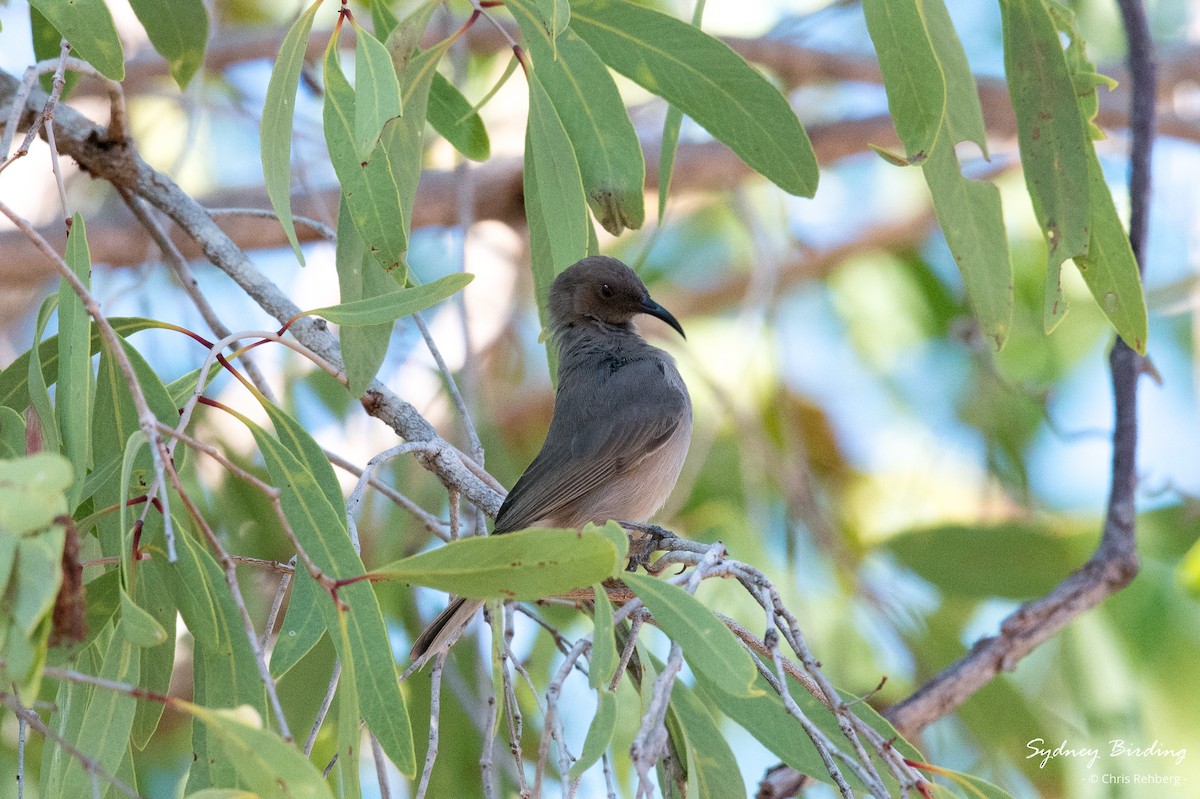 Dusky Myzomela - Chris Rehberg  | Sydney Birding