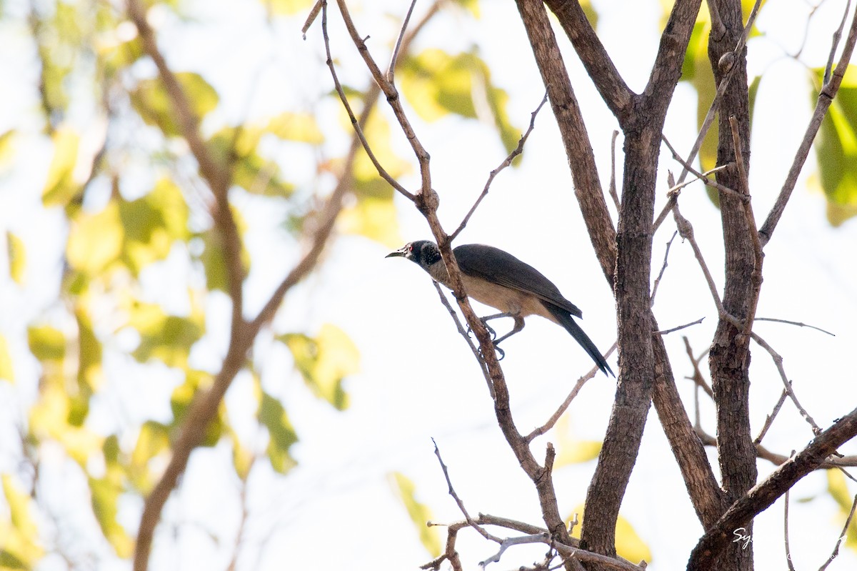 Silver-crowned Friarbird - ML623866816